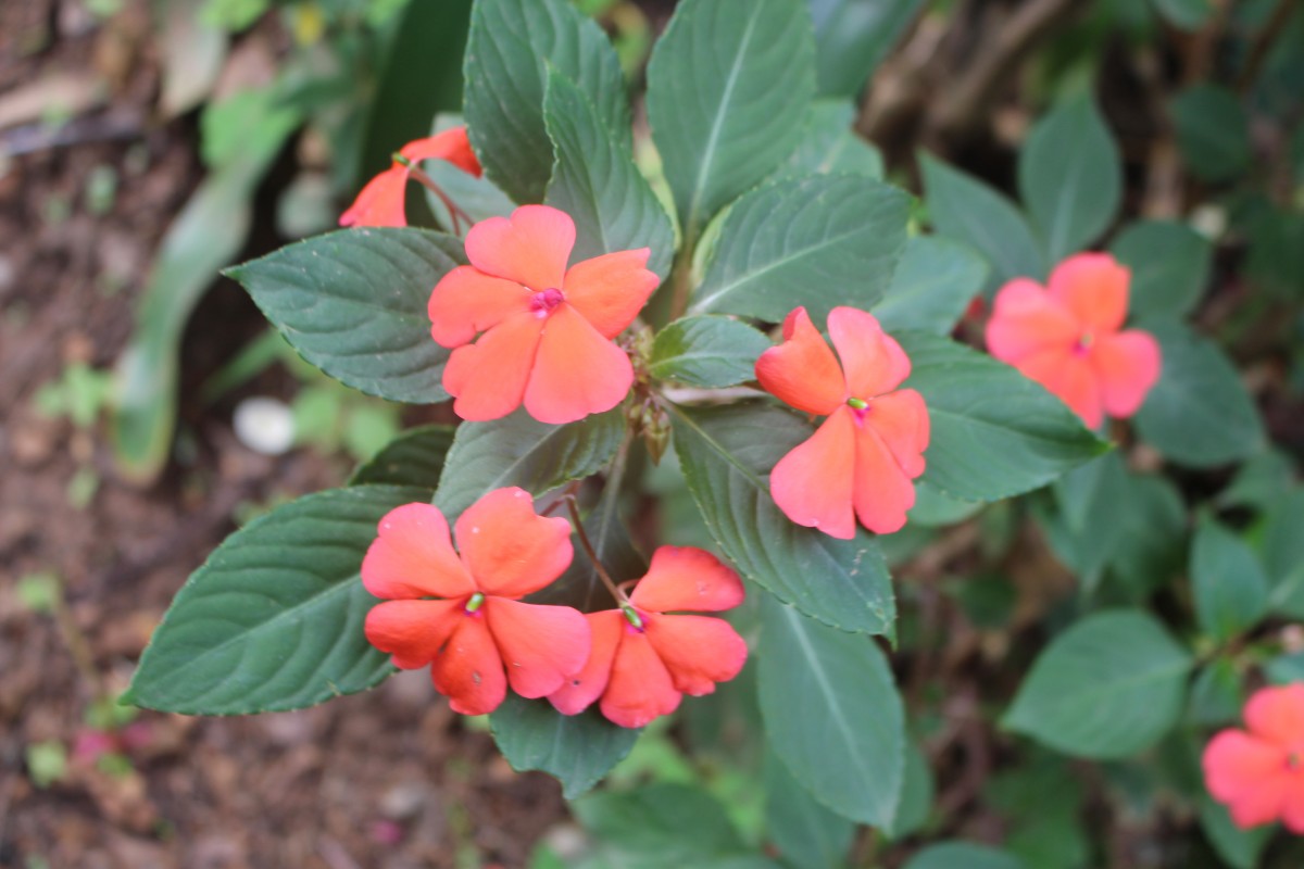 Impatiens walleriana Hook.f.